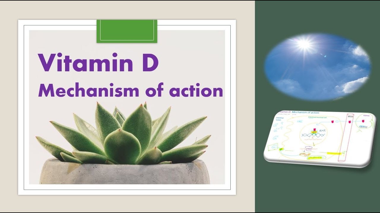 Mechanism of action of vitamin D: Cholecalciferol: calcitriol: sunshine vitamin