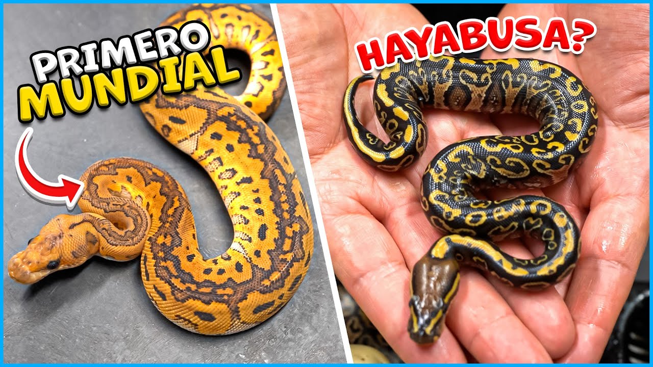 Primeros Del Mundo! Serpientes