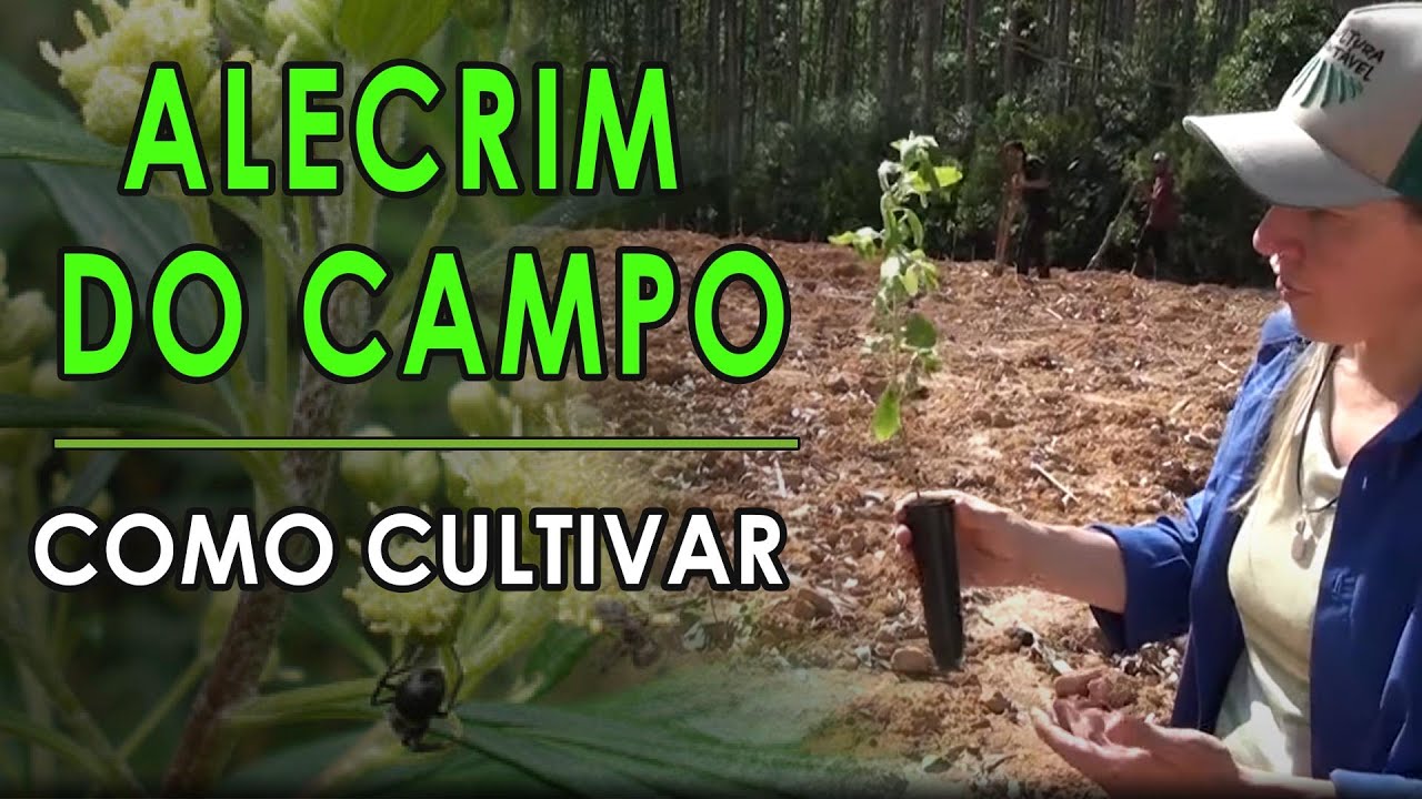 02 Alecrim do Campo, Como Plantar de Forma Correta, Própolis Verde e Apicultura