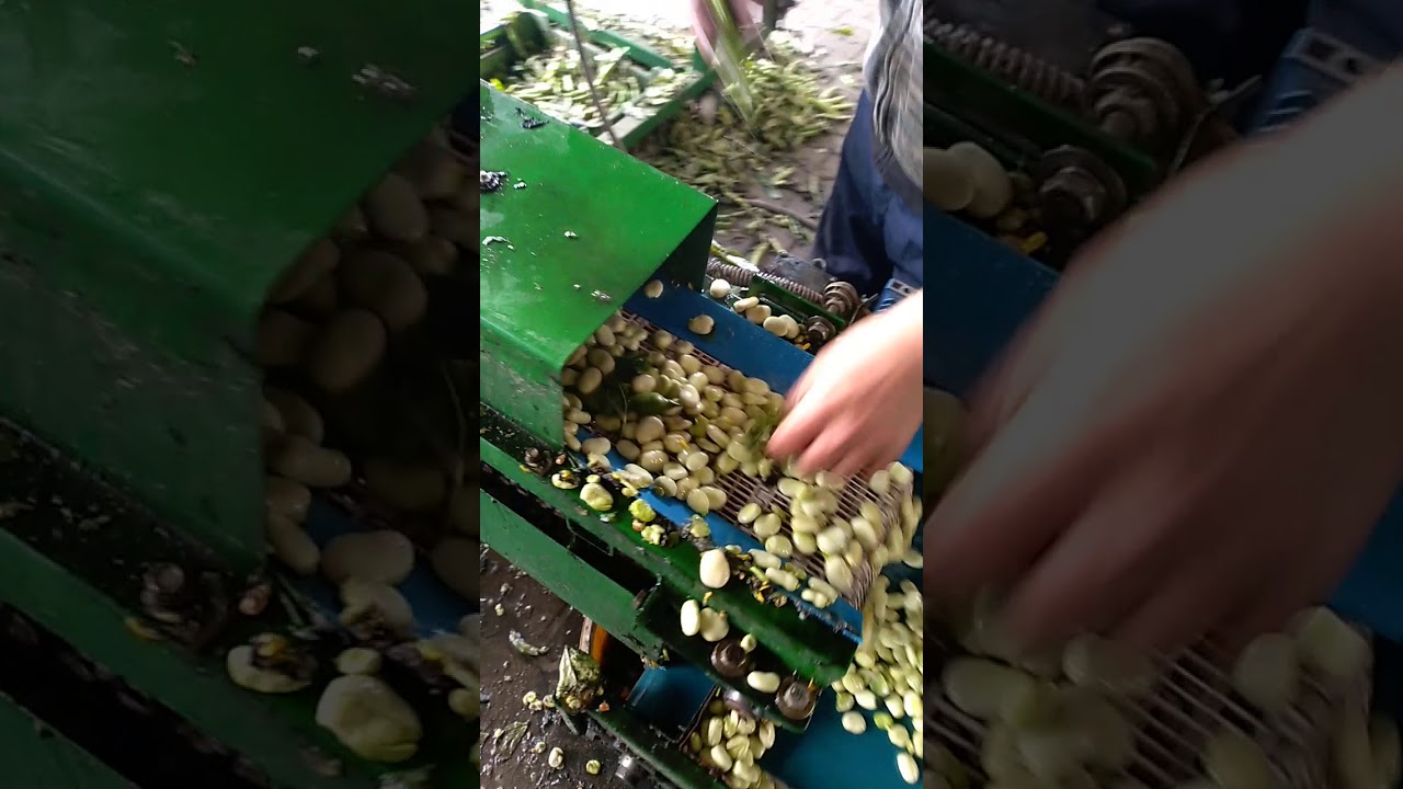 łuskarka do bobu, automatyczna z koszem zasypowym oraz płuczką