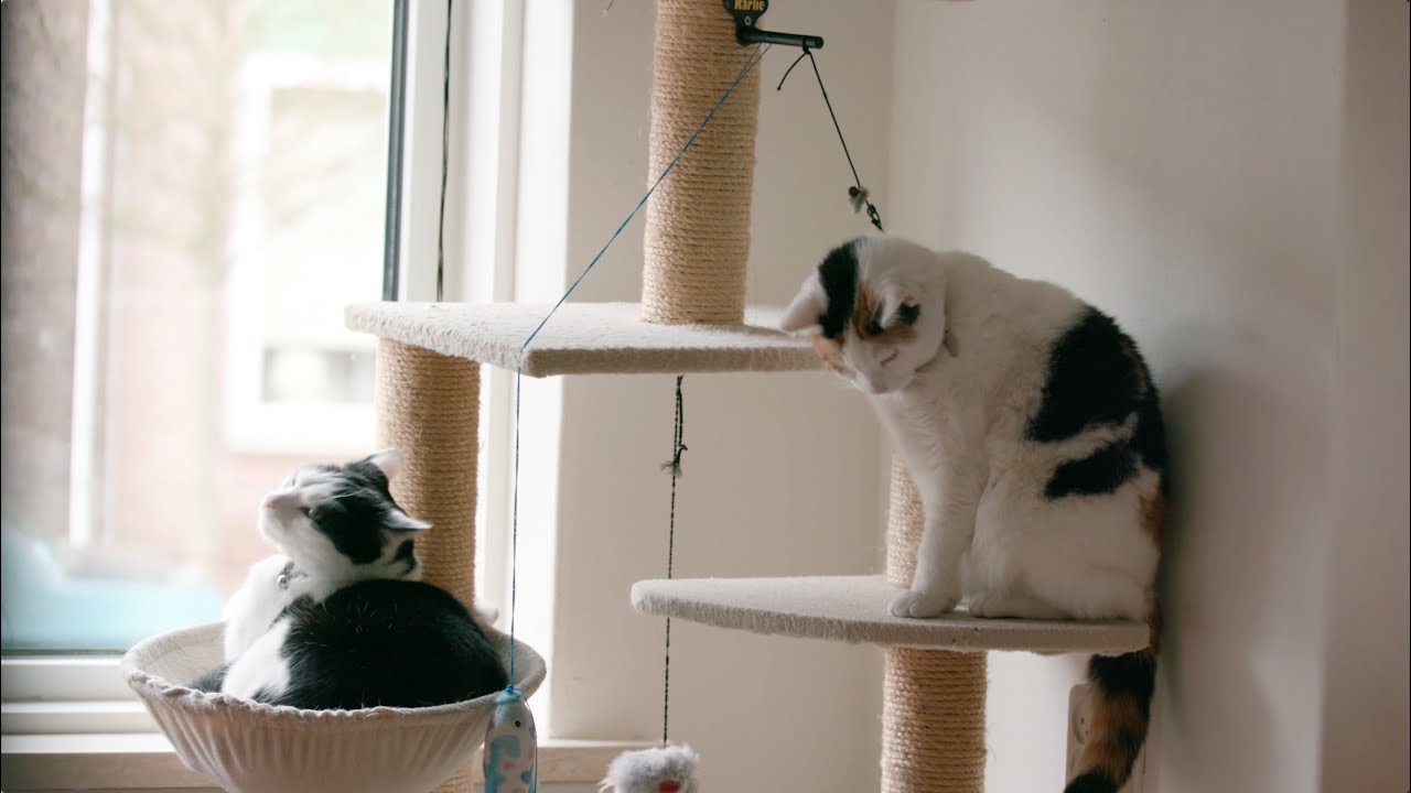 Cats Jip & Liz Are Not Getting Along Until FELIWAY FRIENDS...