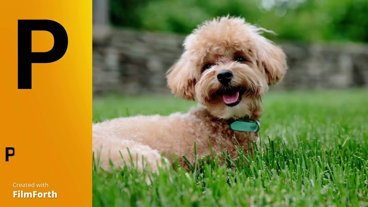 ABC Dog Breeds for Children - Learn A to Z Alphabet with Dog Name for Toddlers & Kids | Kids Ground.