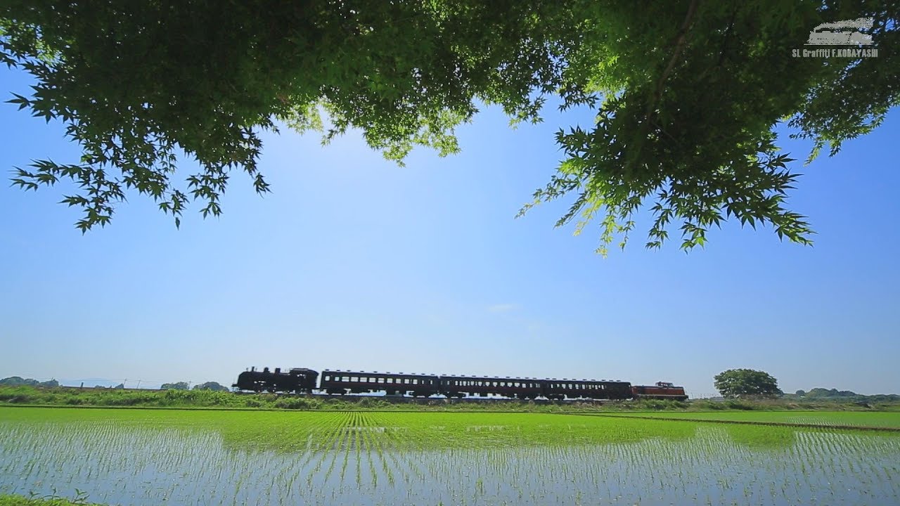 SLもおか号 新緑初夏 C11 325 2019年皐月 (真岡鐵道)
