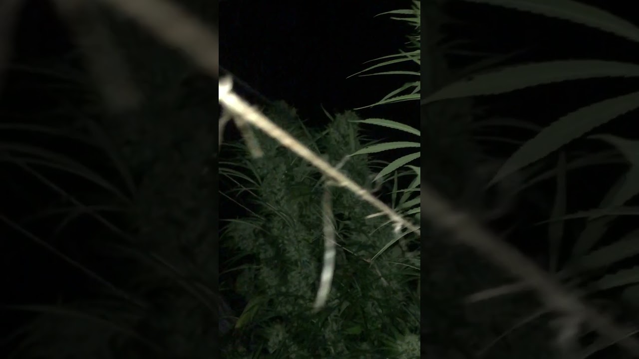 Cannabis outdoor grow quebec, canada 🇨🇦