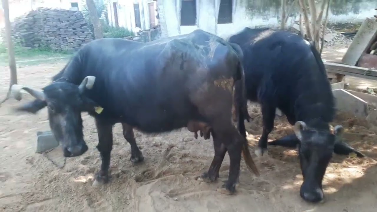 Aaj mane kiya bhut sare kam #dailyvlog #villagelife #vlog #vloglife