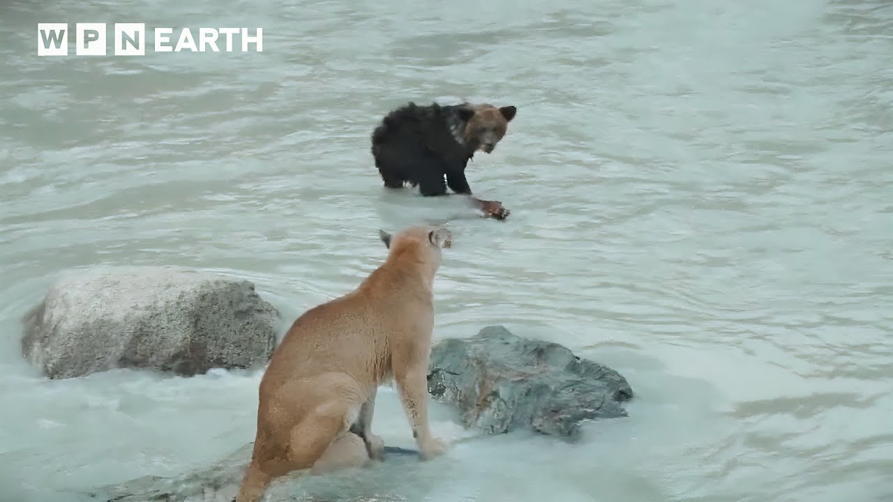 Little Bear&rsquo;s Winter Struggle | A Fight for Survival | WPN Earth