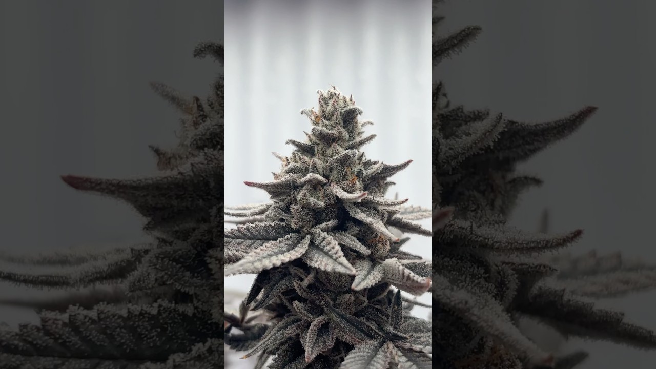 Pheno Hunter&rsquo;s Dream! Project BlackBird Seed Pack. By Eternal Genetics