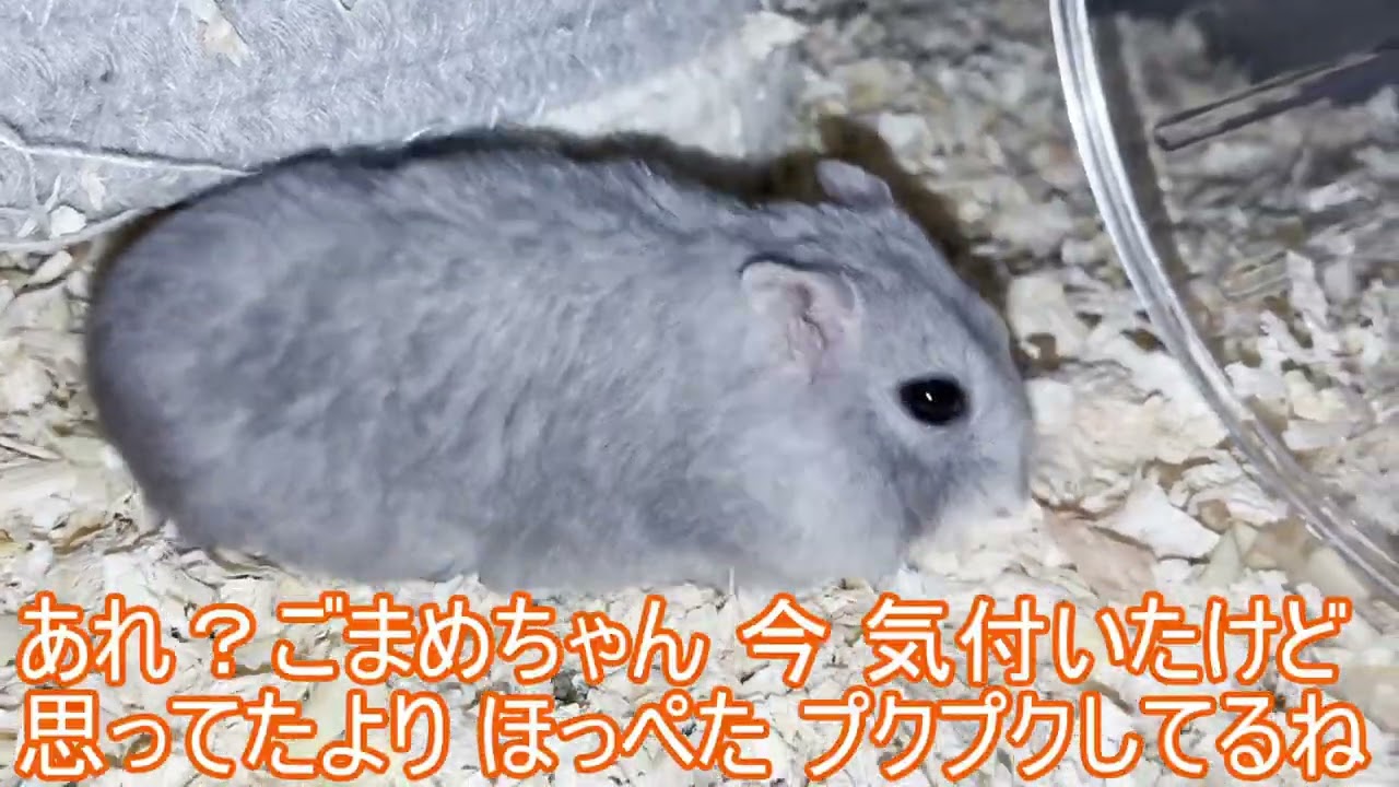 【ハムスター】おうちから出て来て お皿に 向かう ごまめちゃん～ジャンガリアンハムスター～