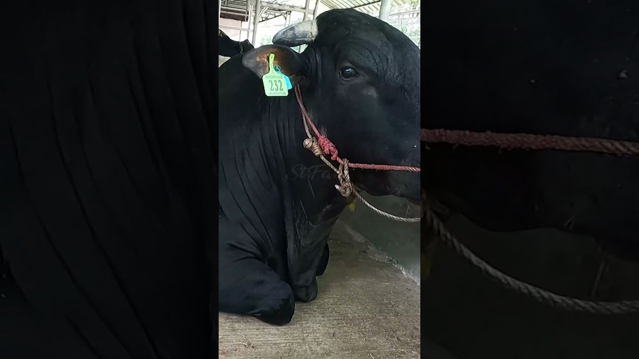 Sapi Qurban Jumbo Di Kandang Sumiland Farm 2023