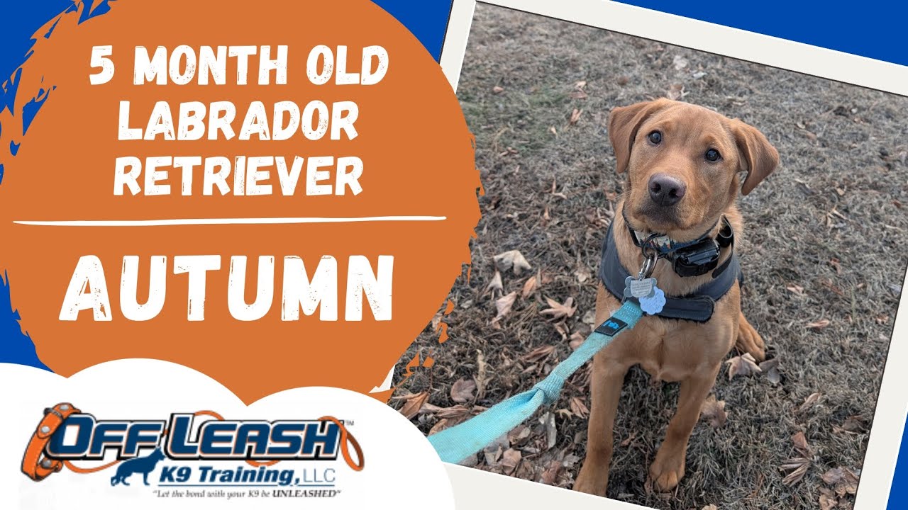 Best Labrador Retriever Dog Training | Davenport, Iowa | Autumn