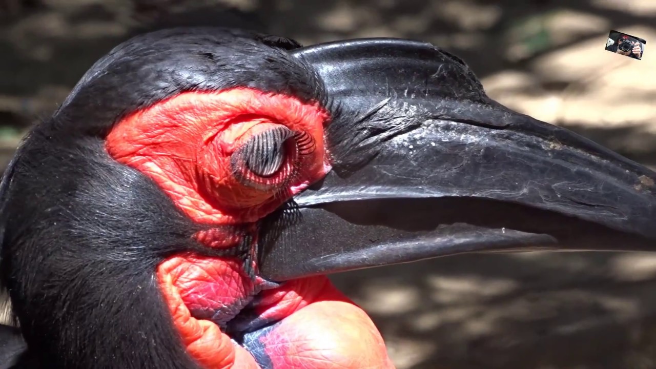 Le Calao Terrestre (Bucorvus Leadbeateri)  a de longs cils  - Zoo d'Upie  -(Drôme) FRANCE