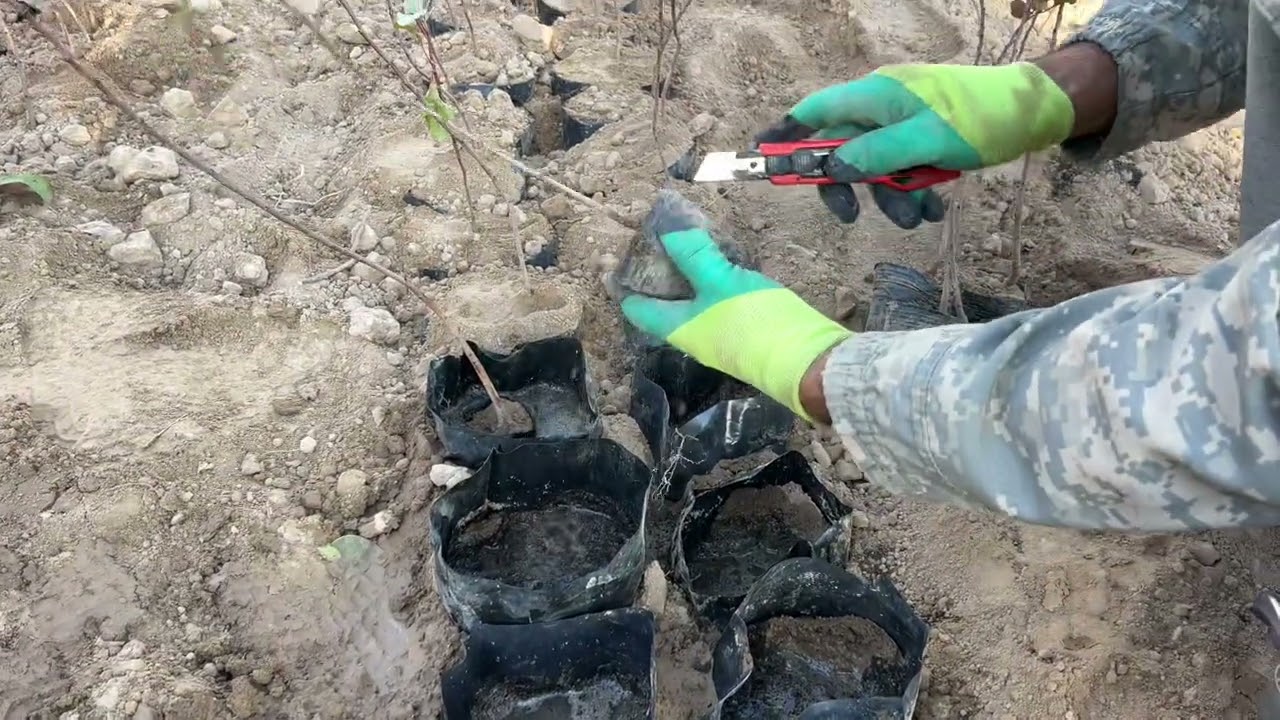 Пистаҳои фуруши акаи Саъди 907629692 акаи Ҳабиб 904004204 