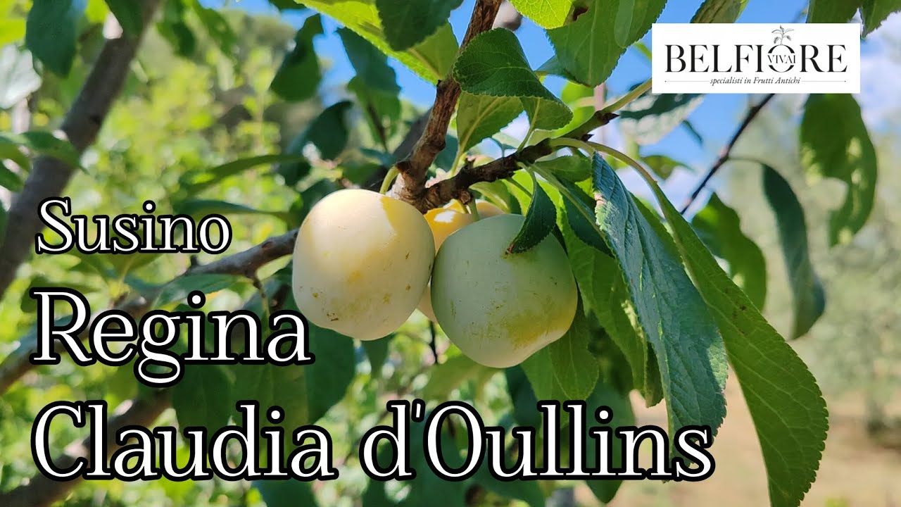 Frutta antica: la Regina Claudia gialla, ottima susina di buona pezzatura e molto robusta!