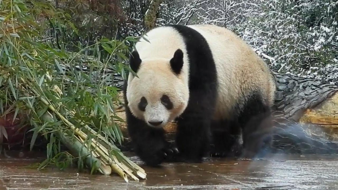 香香的日常073| Panda xiangxiang | シャンシャン