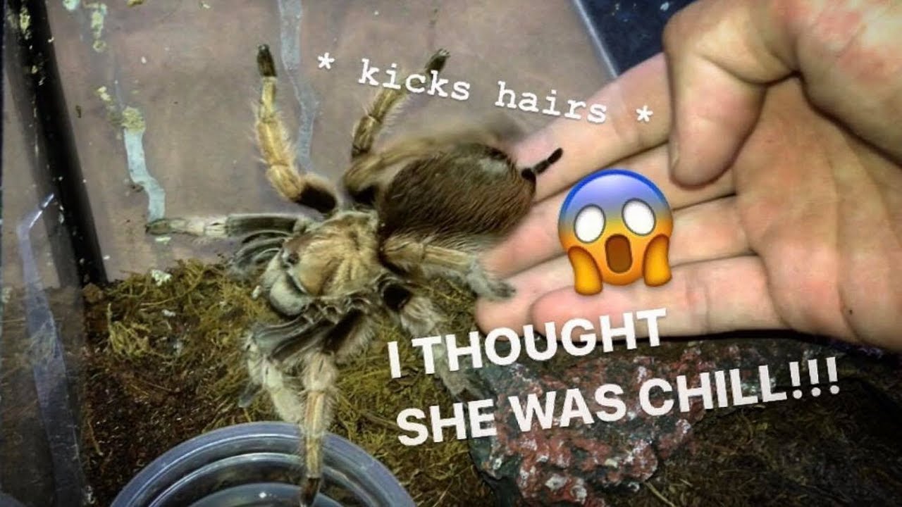 Just as I thought she was chill ~ Arizona Blonde TARANTULA KICKS HAIRS at ME for the FIRST TIME !!!