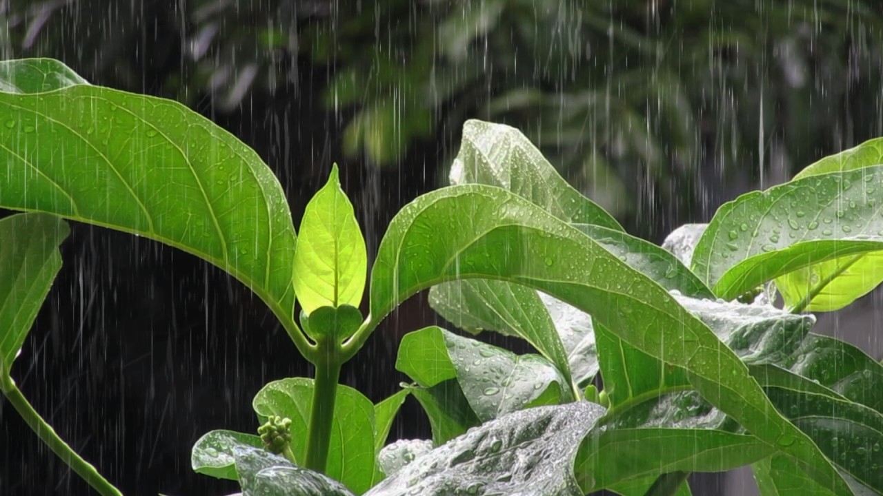 Raining Sound for Sleeping | Calm Steady Rain Audio for Better Sleep and Stress Relief