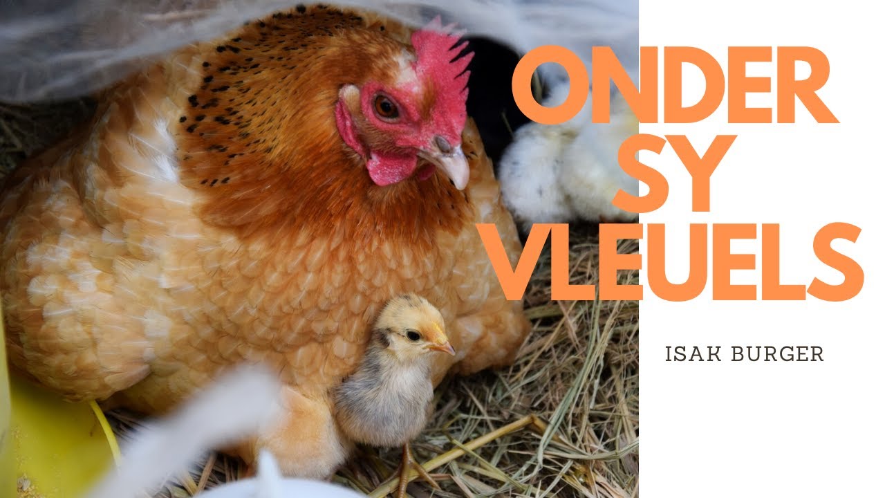 ONDER SY VLEUELS - ISAK BURGER