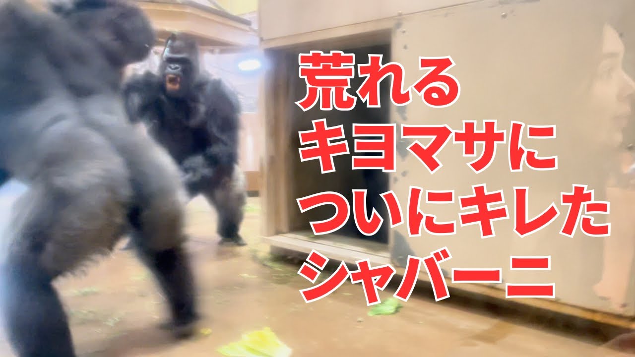 ついにキレるシャバーニVSキヨマサ【東山動物園】