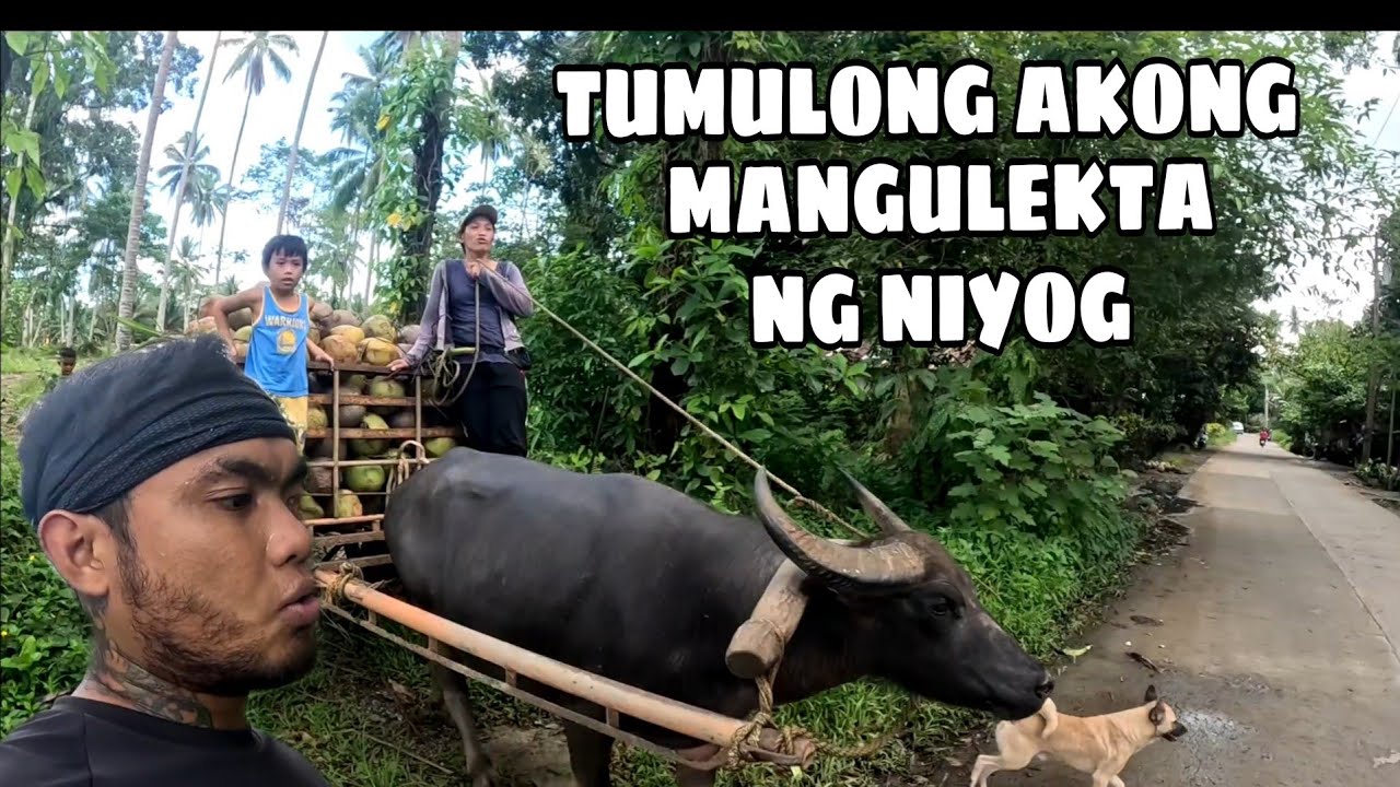 PANGUNGULEKTA NG NIYOG | Louie TV