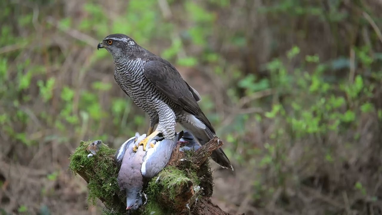 The phantom of the forest, the Northern Goshawk