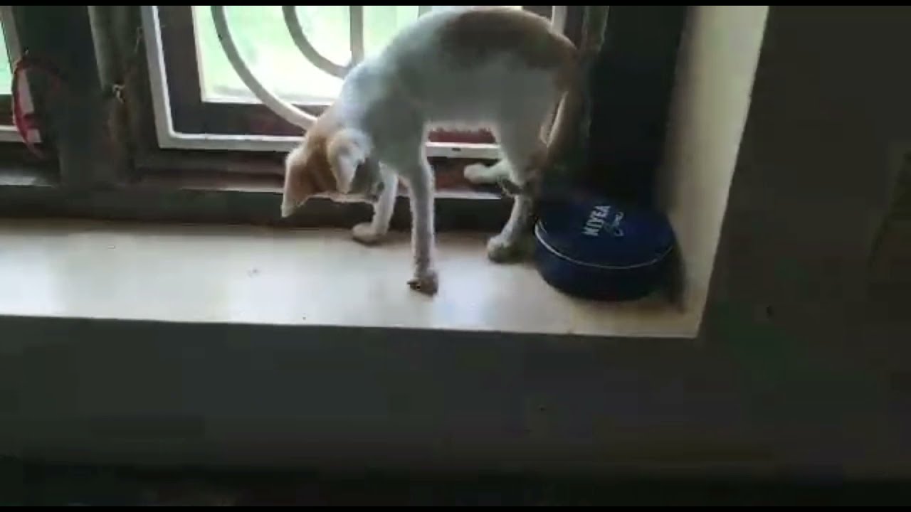 Adorable kitten Oreo's hunting 😂// Cats and kittens happy home..