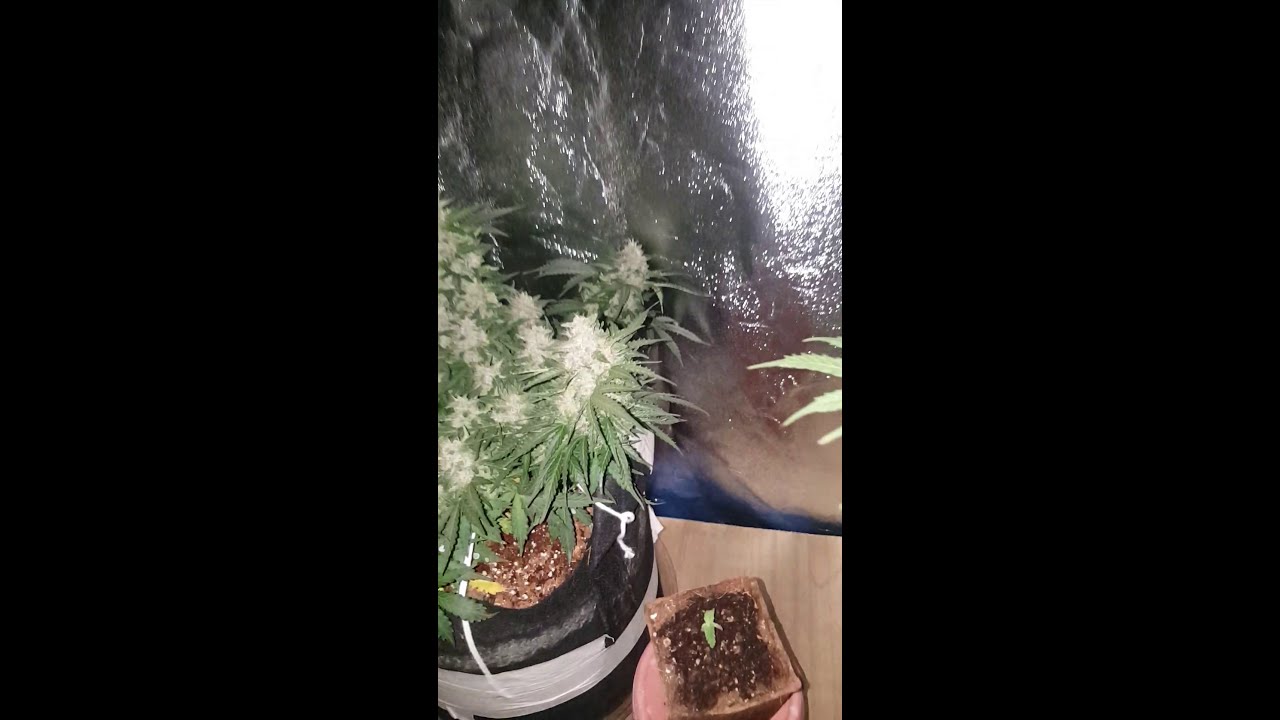 Indoor weed grow Auto Mazar update.