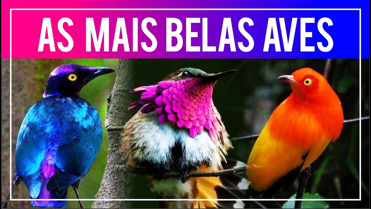 As aves MAIS BONITAS do mundo! (Aves do Paraíso, Pássaros de Plumagens Coloridas e outras Raridades)