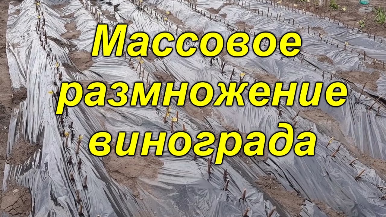 Высадка виноградной школки под плёнку (лёгкий способ размножения)