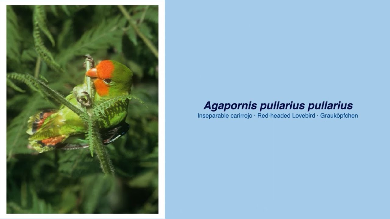 Video Encyclopedia of Parrot Species - #154 Agapornis pullarius