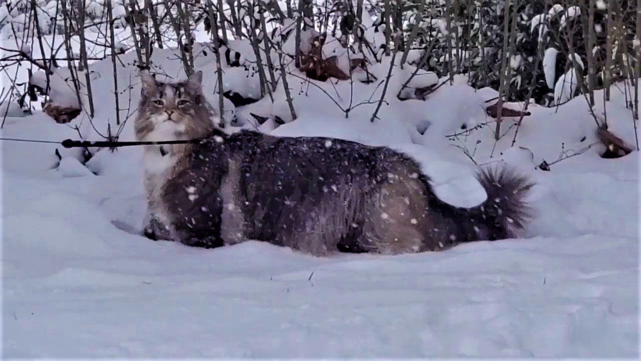 Norwegian Forest Cat - Bjorn's First Snow Day!