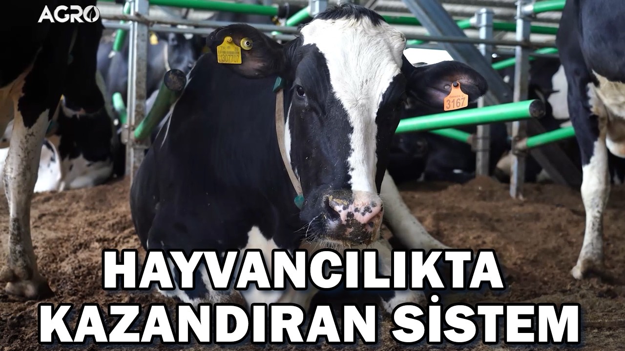 Hayvancılıkta Kazandıran Sistem: SÜTKAR Modeli / Marka Çiftlikler