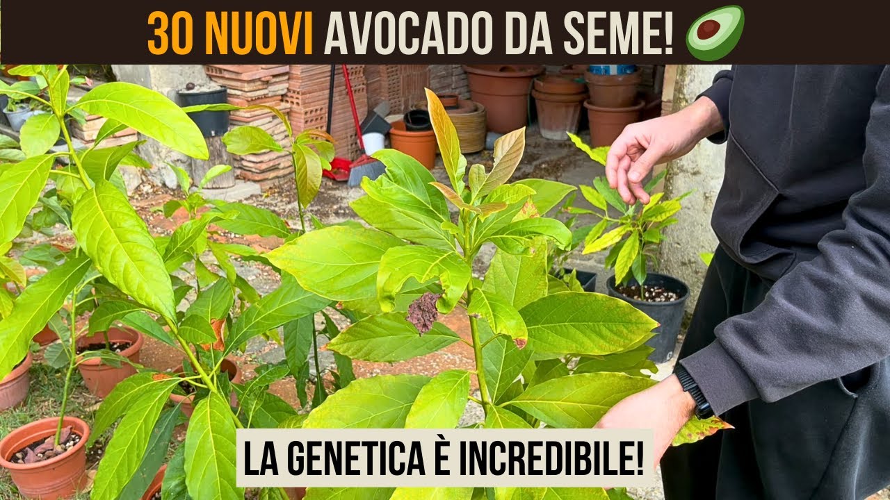 Avocado da seme in Toscana: selezione delle piante più resistenti a freddo e argilla 🥑