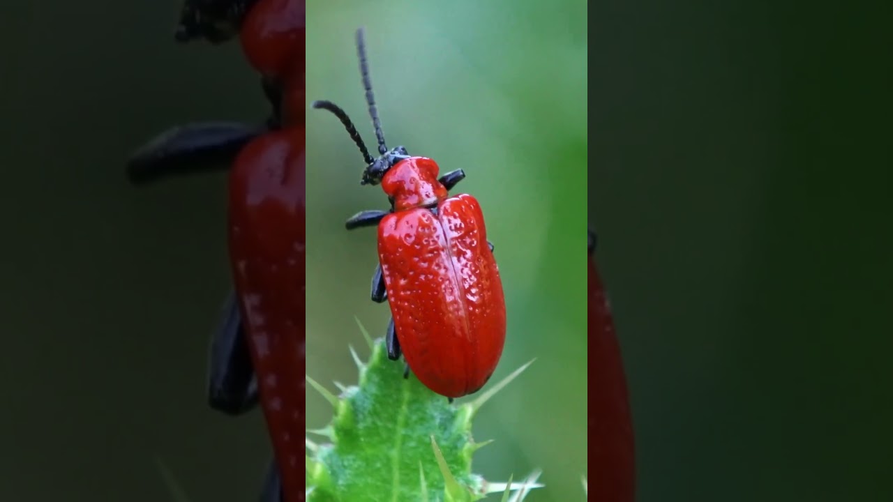 Escarabajos. Bichos e insectos Explorando y aprendiendo con Eco!  #cienciaparani&ntilde;os #colegios