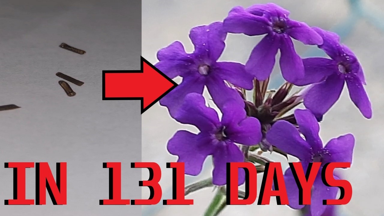 How to grow Moss Verbena (Verbena Tenuisecta) from seeds