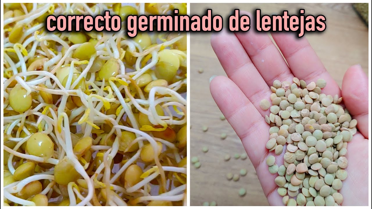 GERMINADO DE LENTEJAS SE COSECHA EN SOLO 7 DÍAS! 😮  Día por día