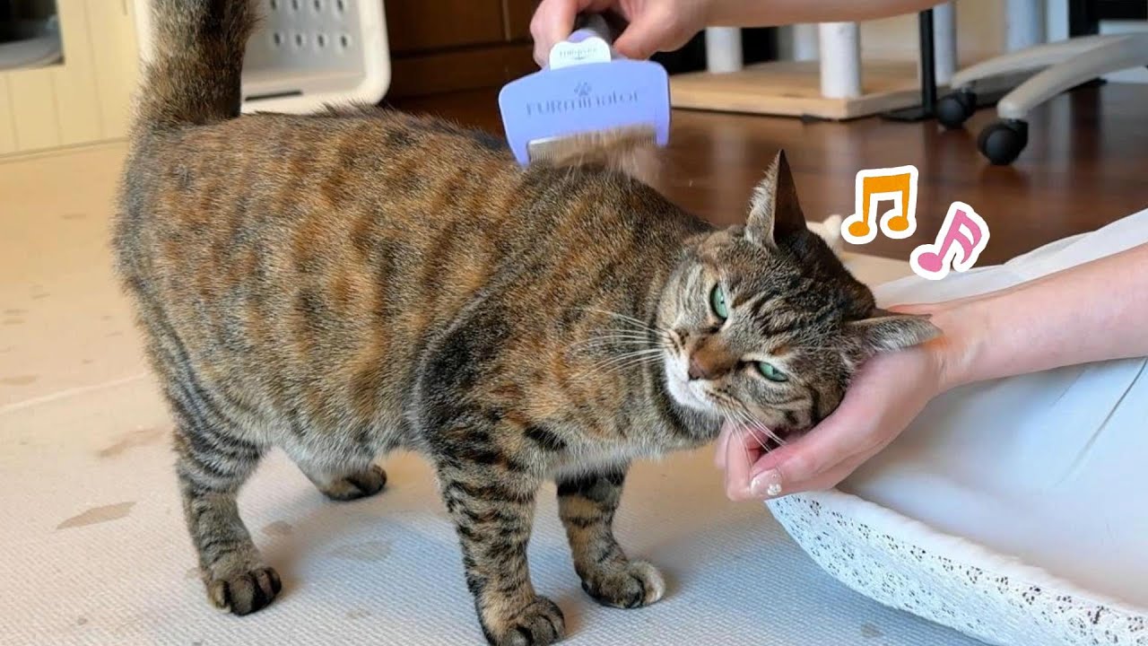 猫の抜け毛を集めたら大変な事になりました　