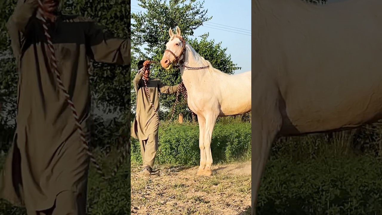 Nukra Breeder Ghoda