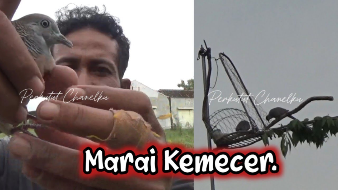 Perkutut Lokal Seperti ini yang paling di tunggu tunggu para pemikat
