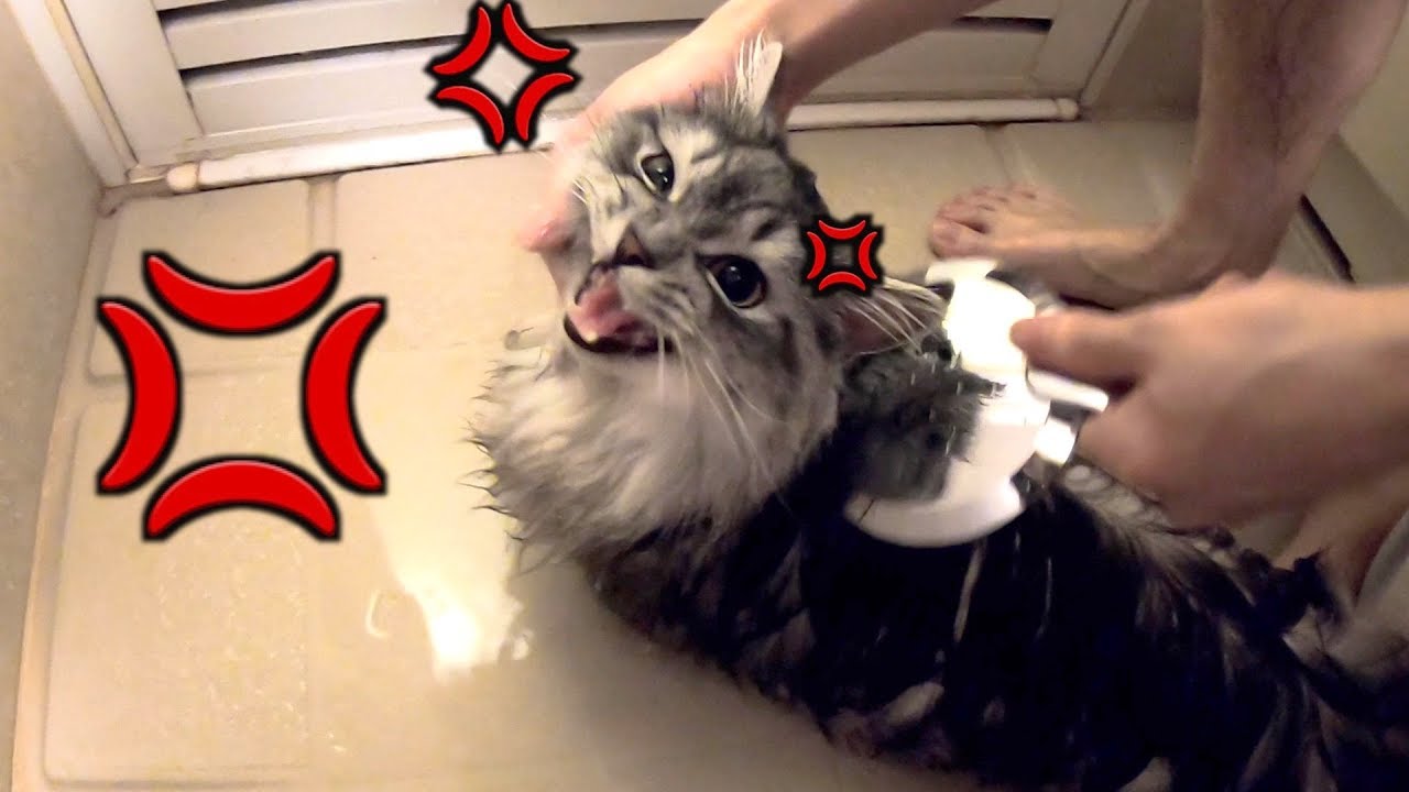 大人になったしゅがーさんをお風呂に入れたけどやっぱ激おこ