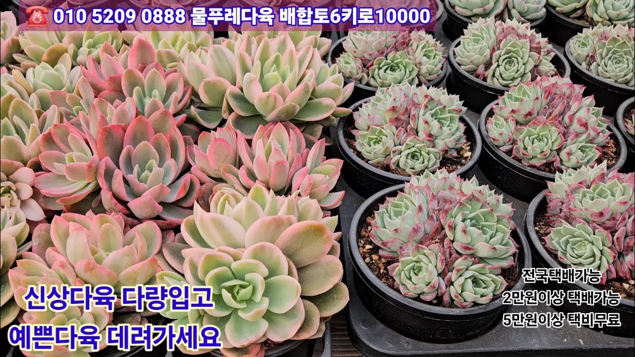 3/19(카드결제가능)다육계절이 돌아왔습니다 예쁜다육 보러오세요 