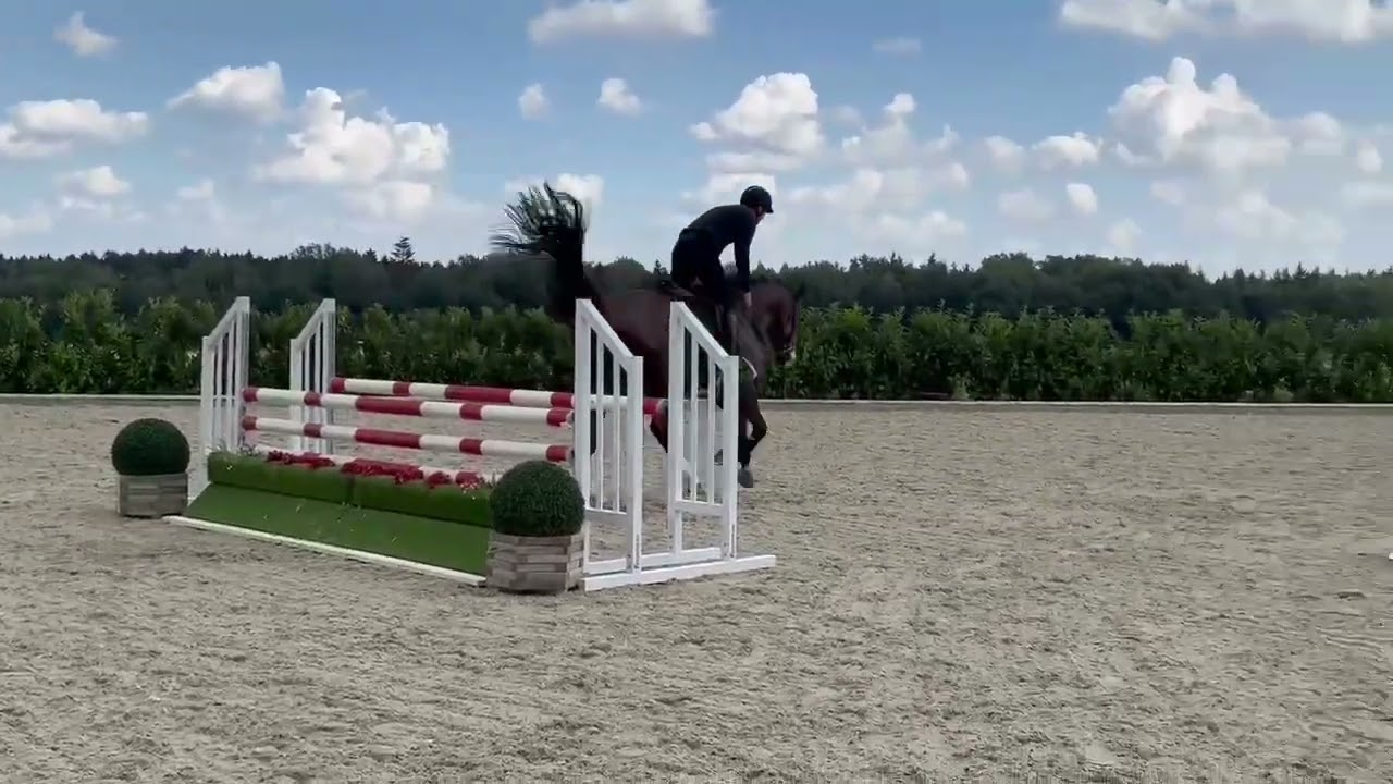 Equitation Prospect For Sale 🐴 | 7 y/o  Gelding &ndash; Show Experience & Stunning Rideability