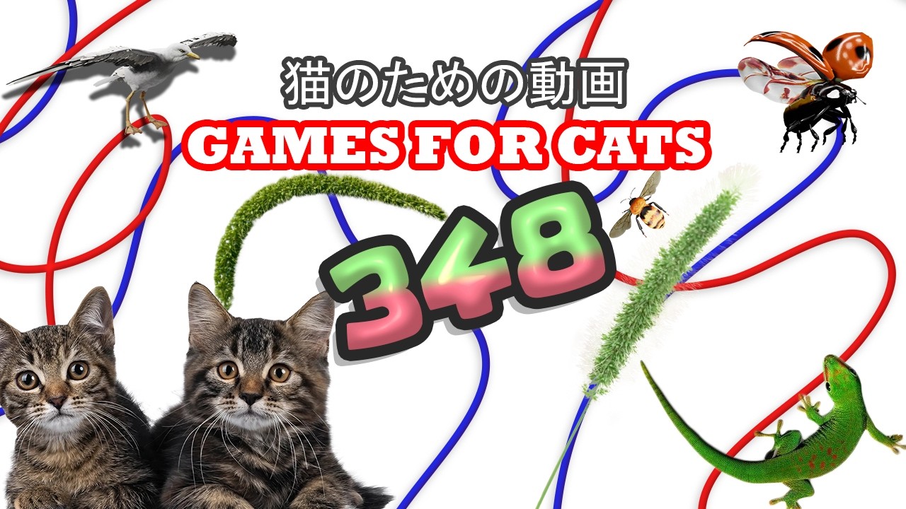 【Cat Games MIX 348】Cat TV 猫用フルスクリーン｜ネズミ・トカゲ・鳥・ヒモ | 8時間 🐱🐭