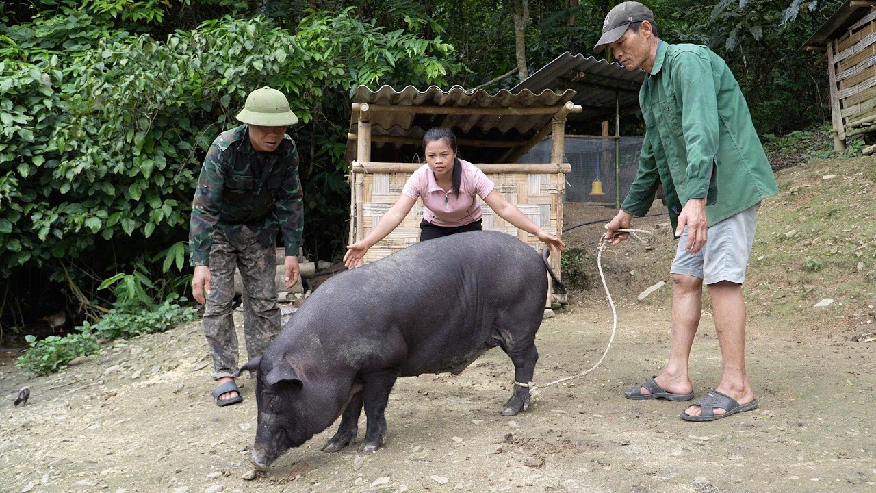 Selling a Pig after a year of raising it | Harvesting papayas, Wilderness alone