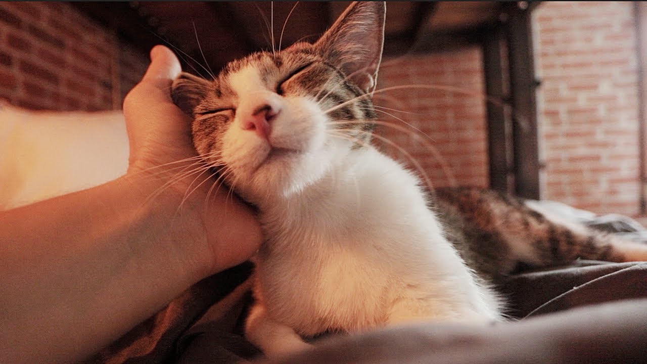 Cat in Your Lap, Relaxing Kitten Massage