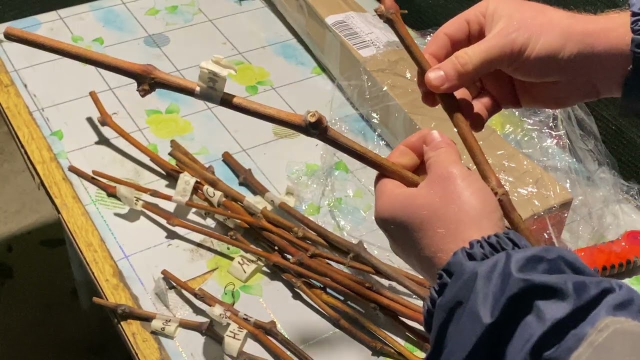 Чубучки винограду від@ІванКошалко 