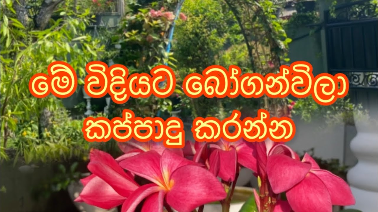 සුවකල නොහැකි මෙන්න මේ මල් පිස්සුව තියෙන්නේ කාටද 🤗❤️💚