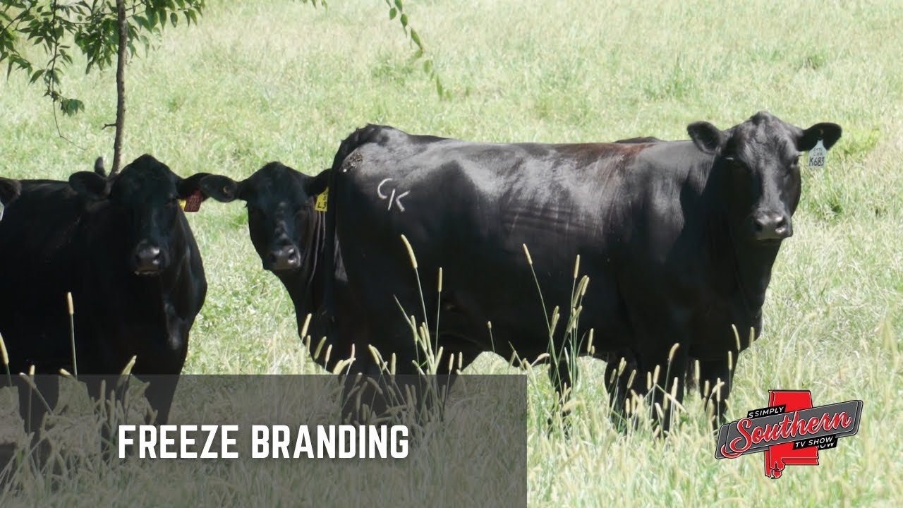 Покажите 1202A Брендинг