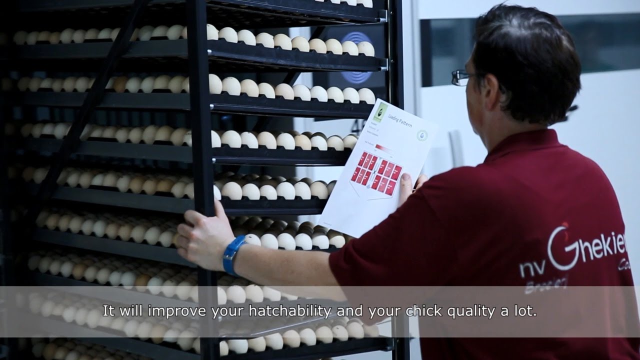 Petersime Operational Excellence Programme™ - 客户评价: F. & C. Ghekiere, 比利时