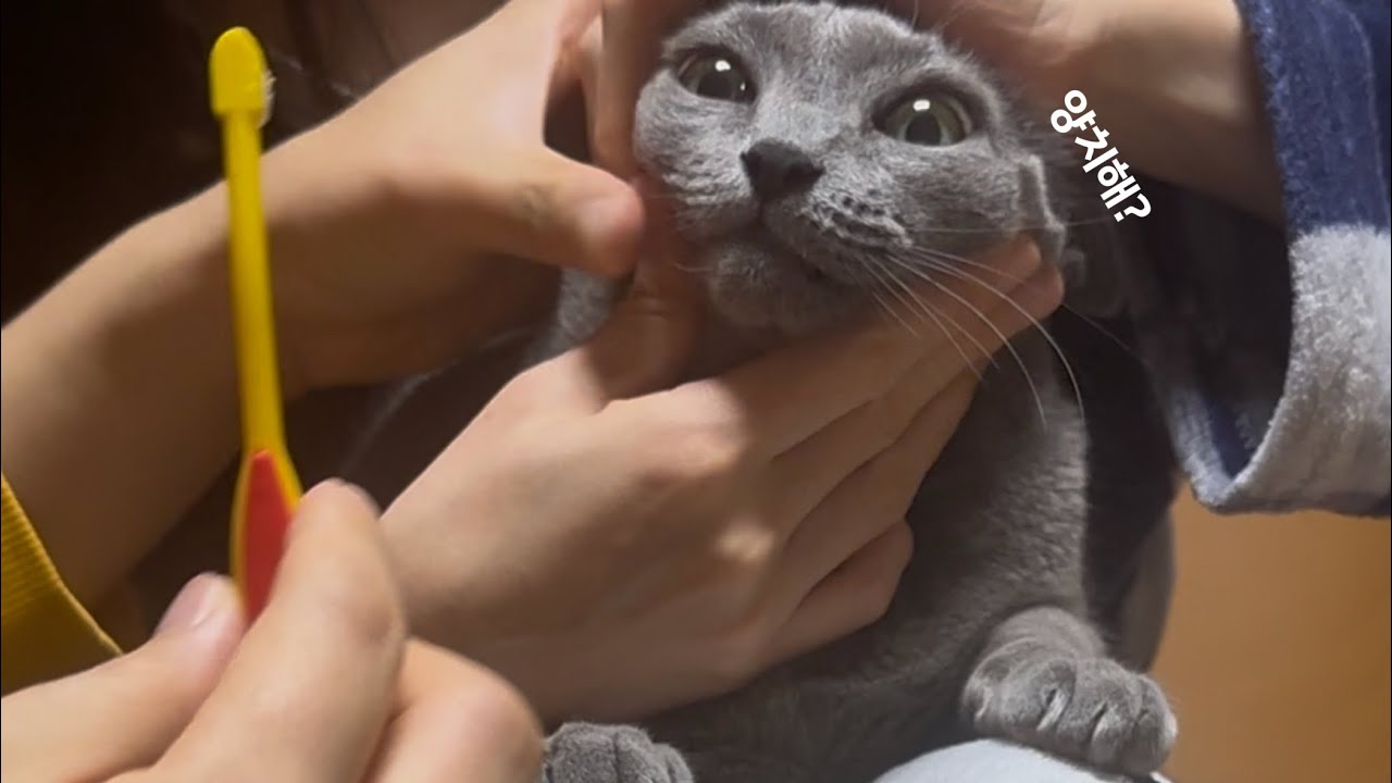양치하는 고양이씨