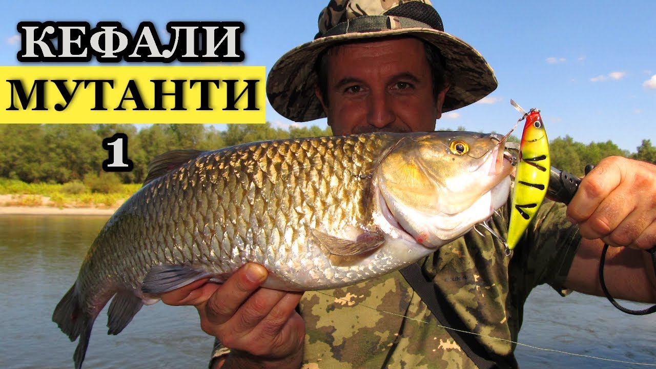 Риболов на Речни КЕФАЛИ-МУТАНТИ на Река Марица с Воблери Част 1/   Chubs-Mutants Fishing on a River
